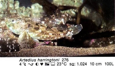 Artedius harringtoni
